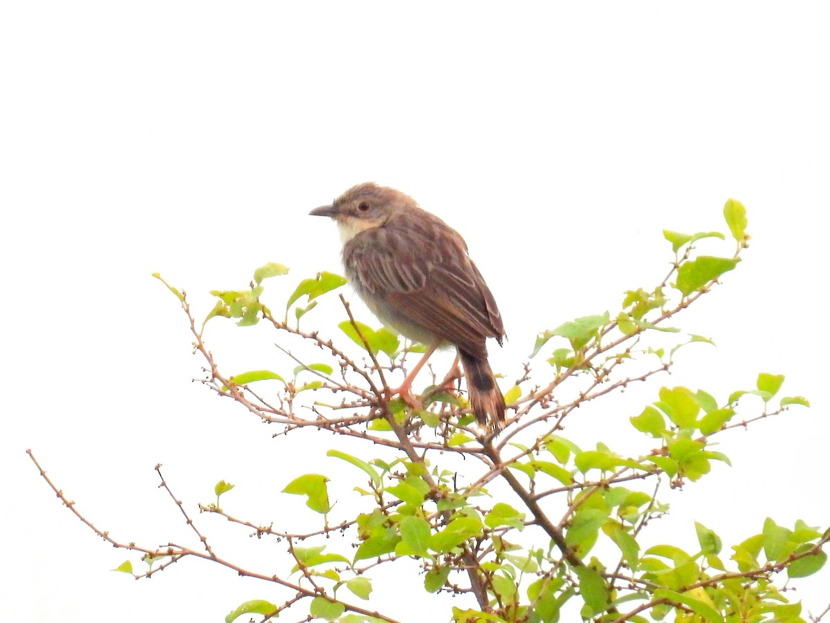 White-browed Coucal (White-browed) - ML620894973