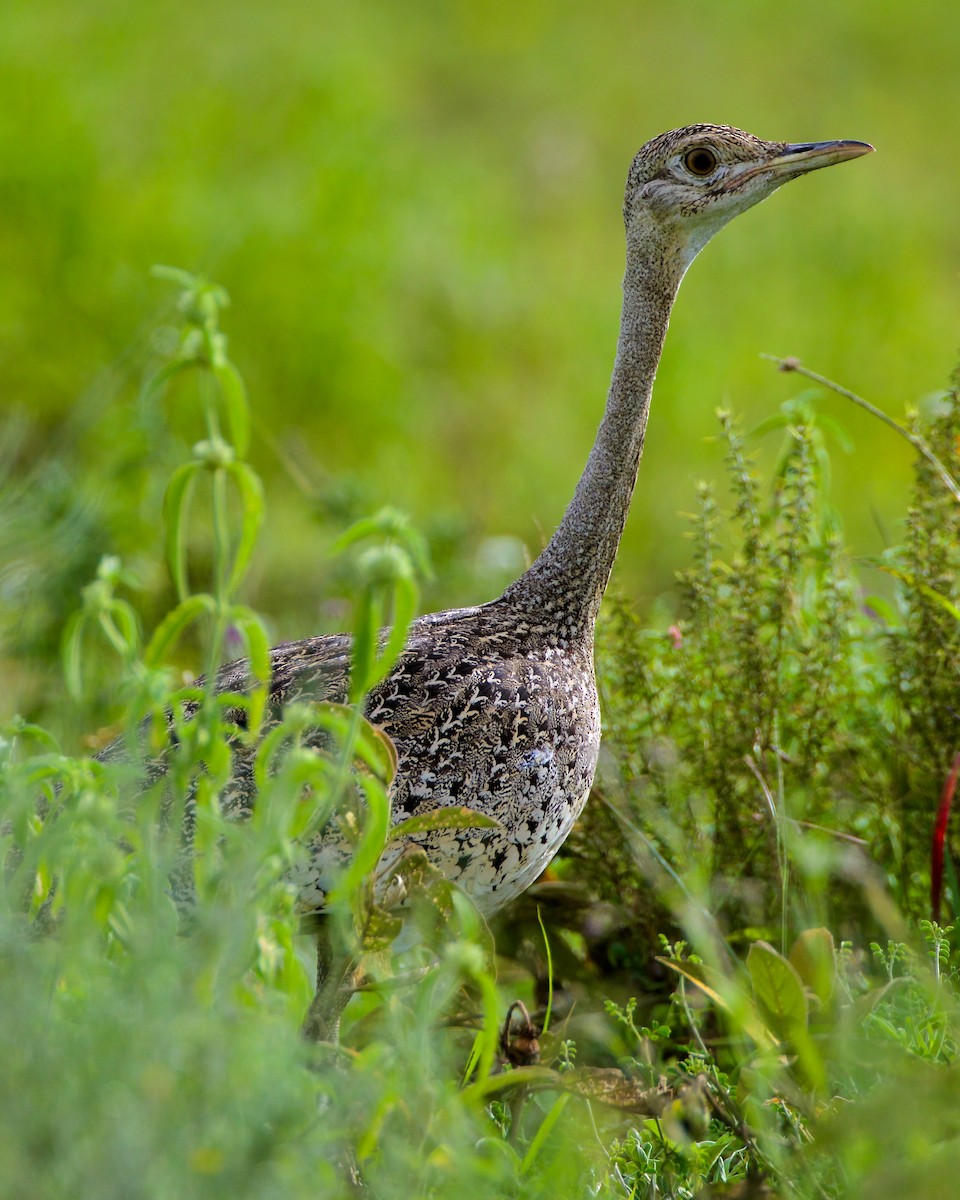 Black-bellied Bustard - ML620894978