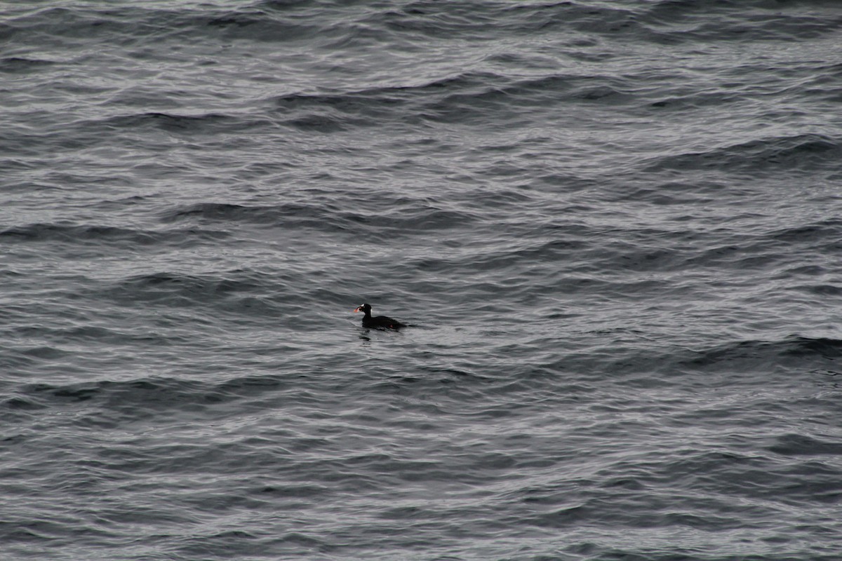 Surf Scoter - ML620894981