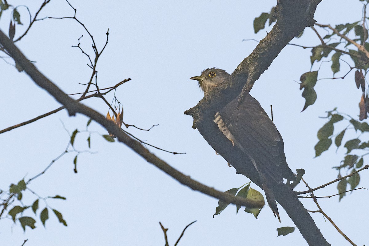 Common Hawk-Cuckoo - ML620894983
