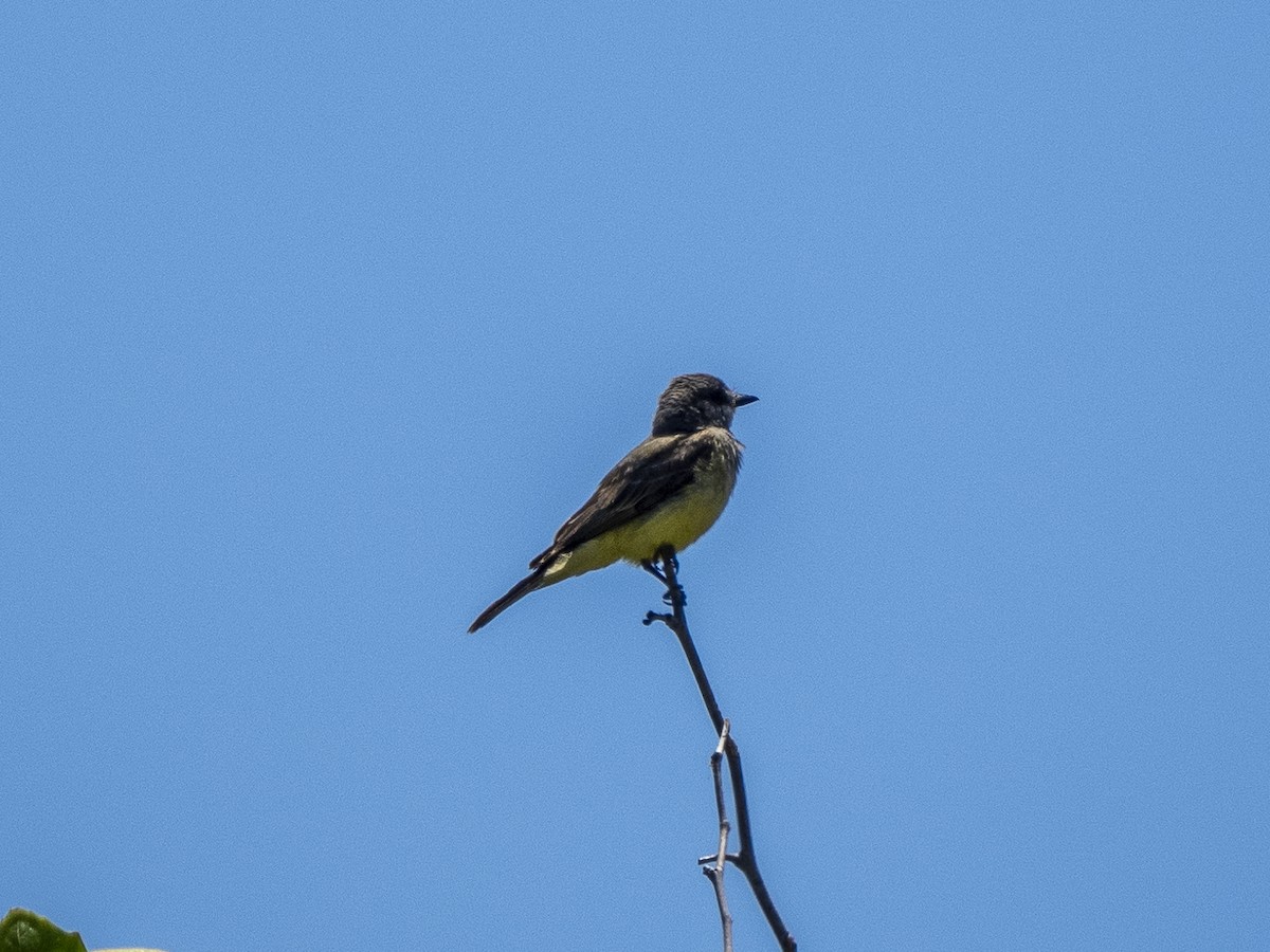 Cassin's Kingbird - ML620894986