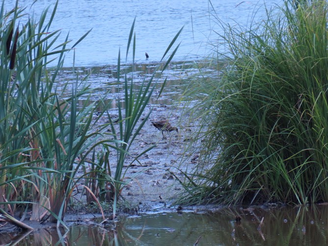 Gallinule poule-d'eau - ML620894988