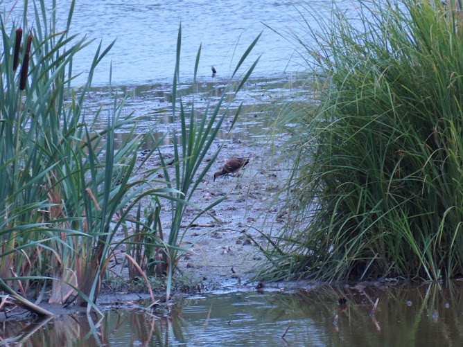 Eurasian Moorhen - Sampo Oksa