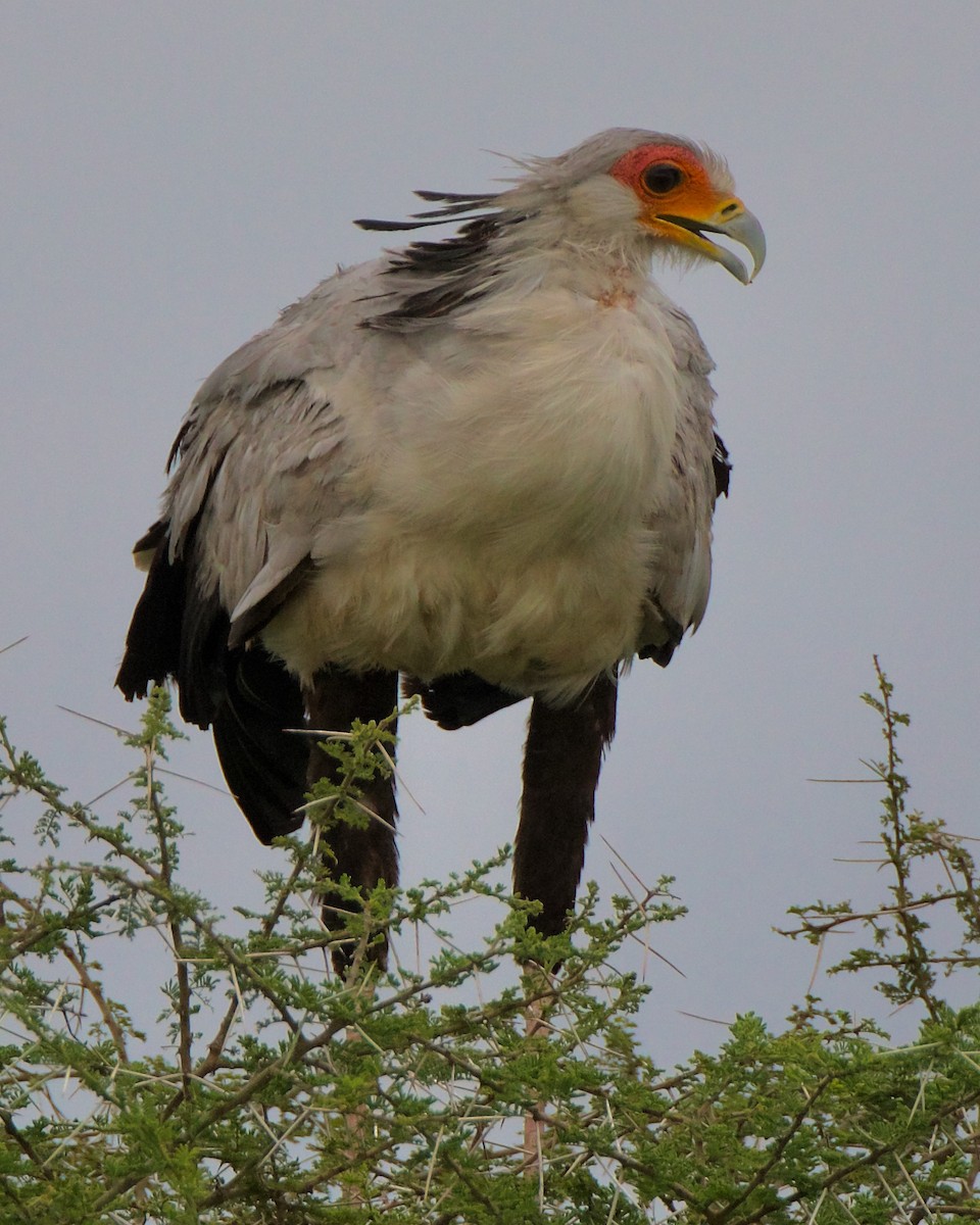 Secretarybird - ML620894992