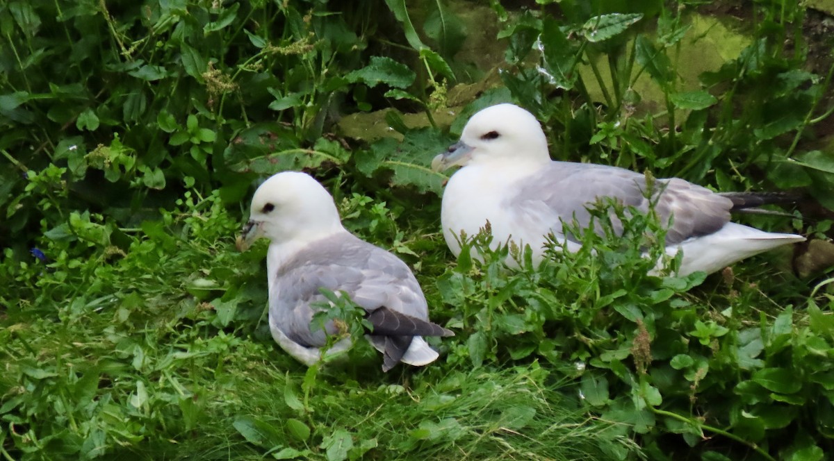 Fulmar boréal - ML620894996