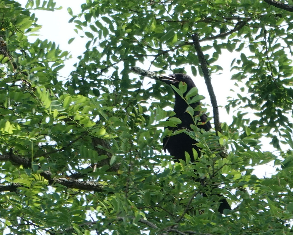 American Crow - ML620894997