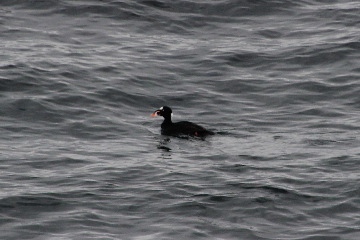 Surf Scoter - ML620895001