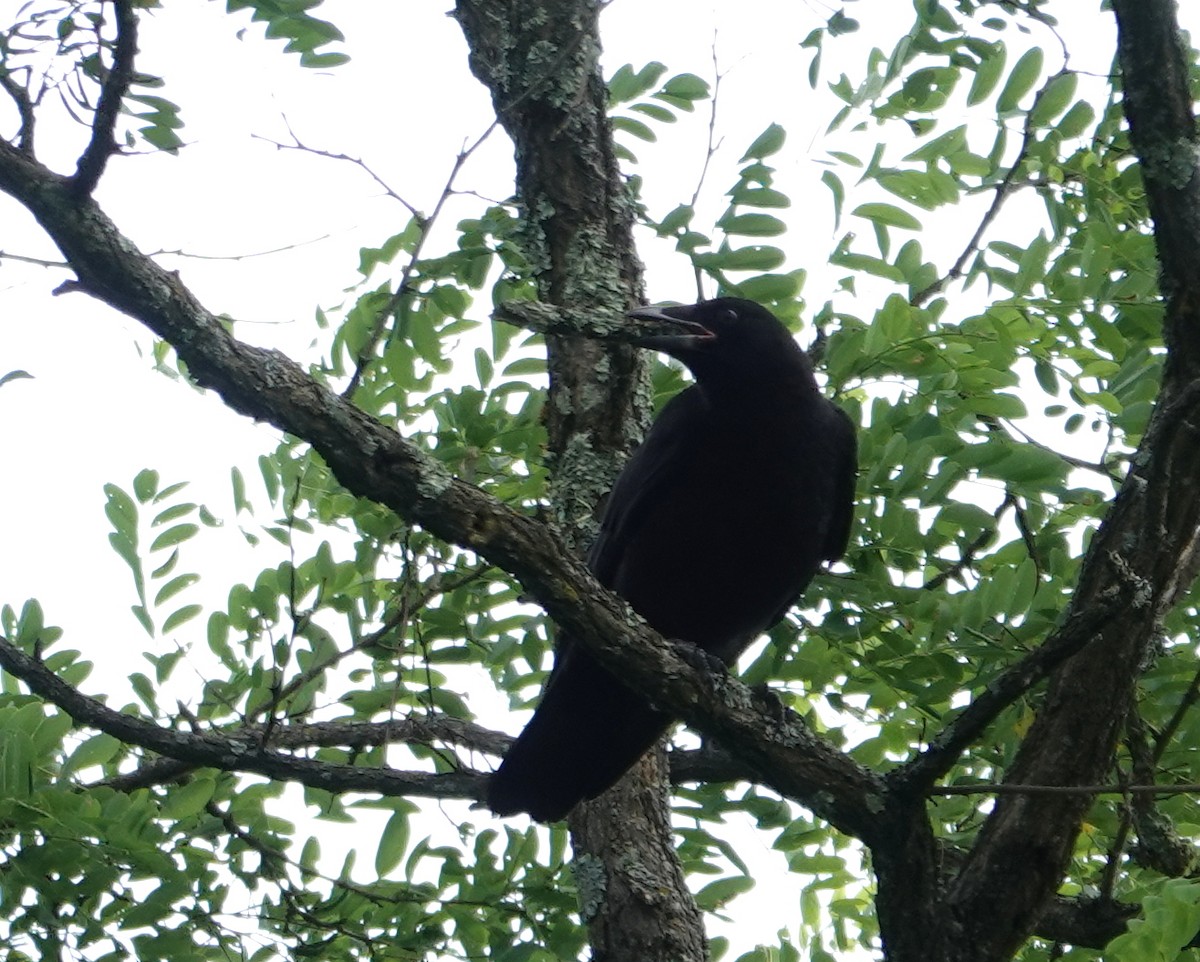 American Crow - ML620895002