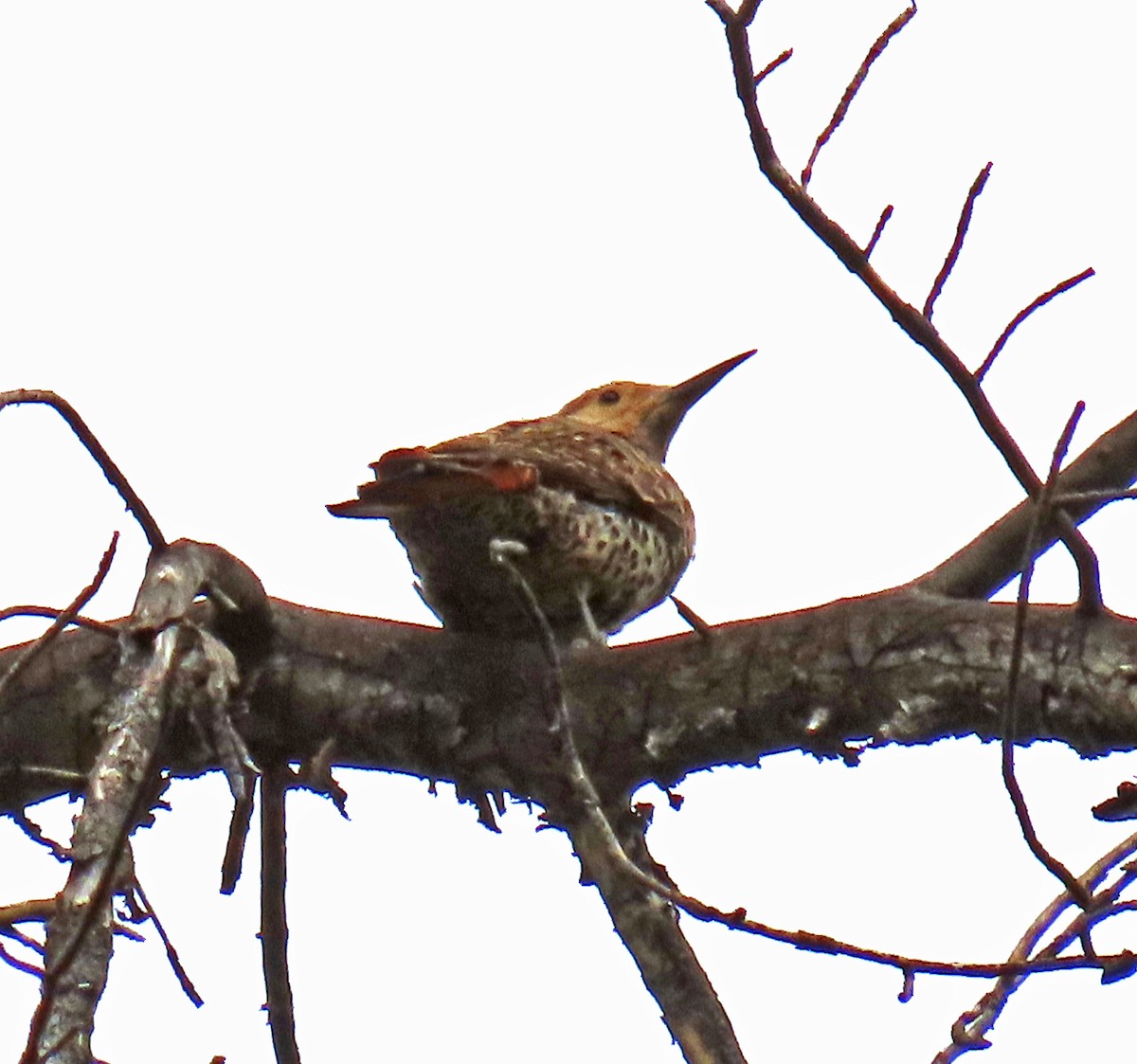 Northern Flicker (Red-shafted) - ML620895007