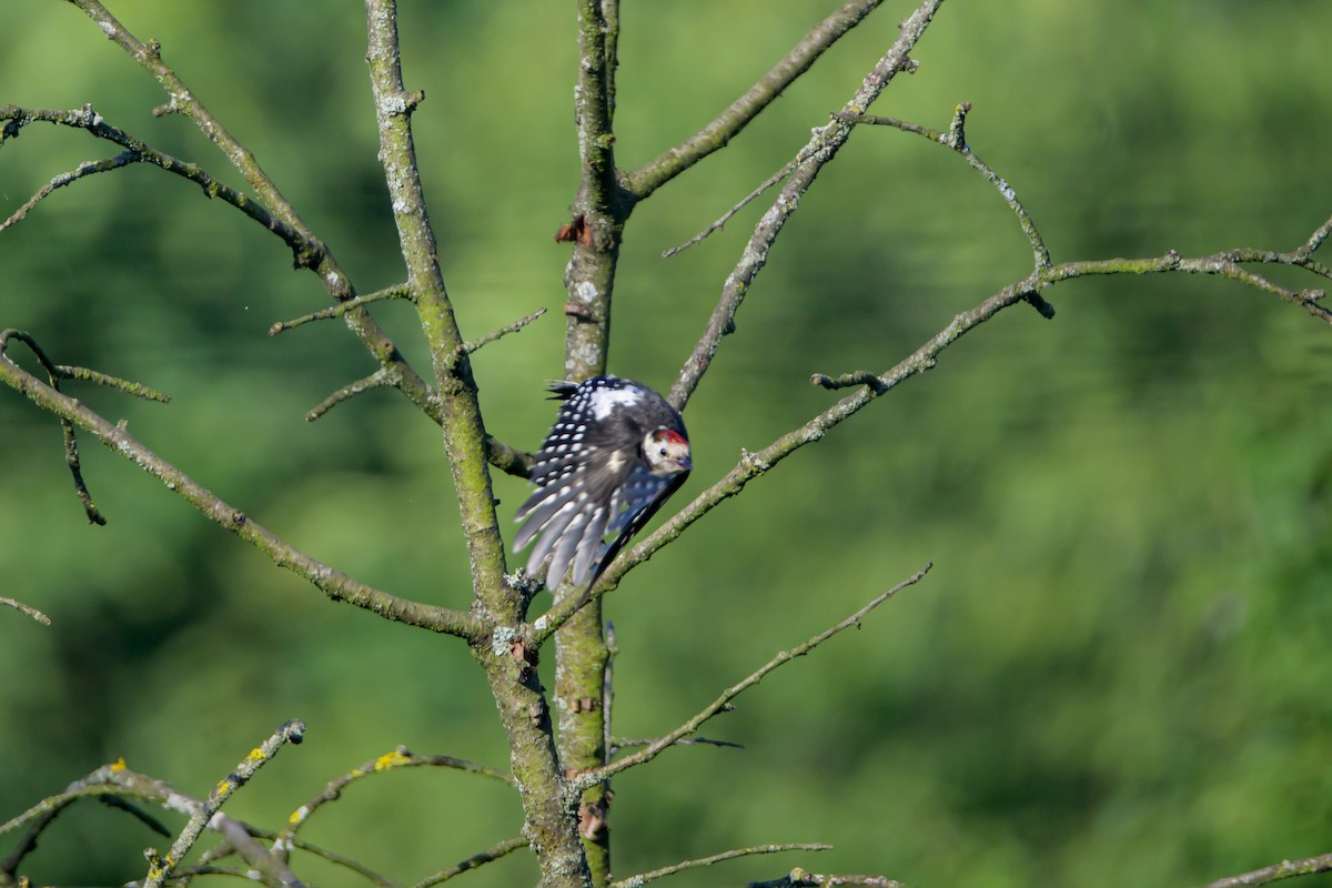 Middle Spotted Woodpecker - ML620895013