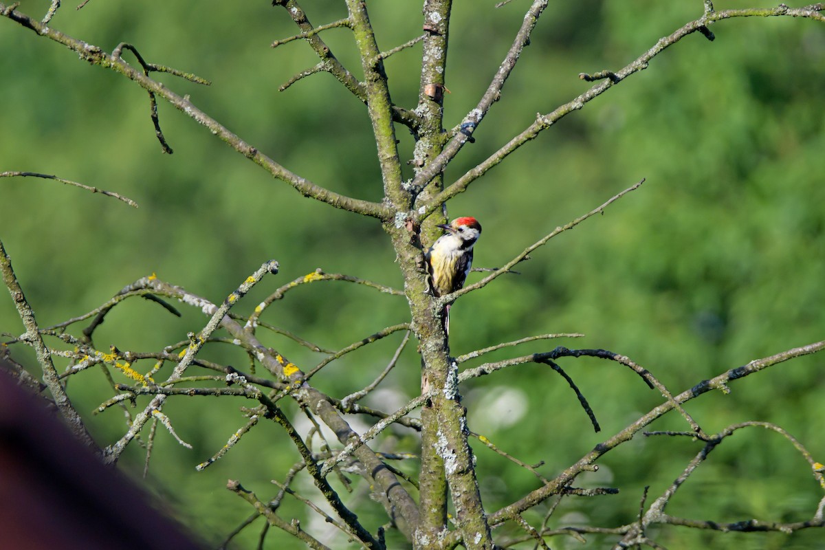 Middle Spotted Woodpecker - ML620895015
