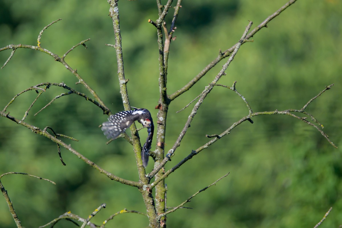 Middle Spotted Woodpecker - ML620895016