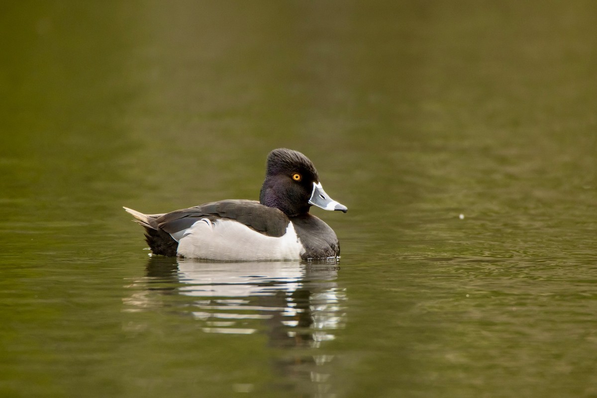 Ring-necked Duck - ML620895034