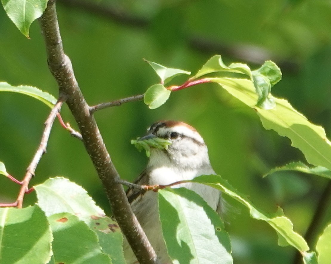 Chipping Sparrow - ML620895036