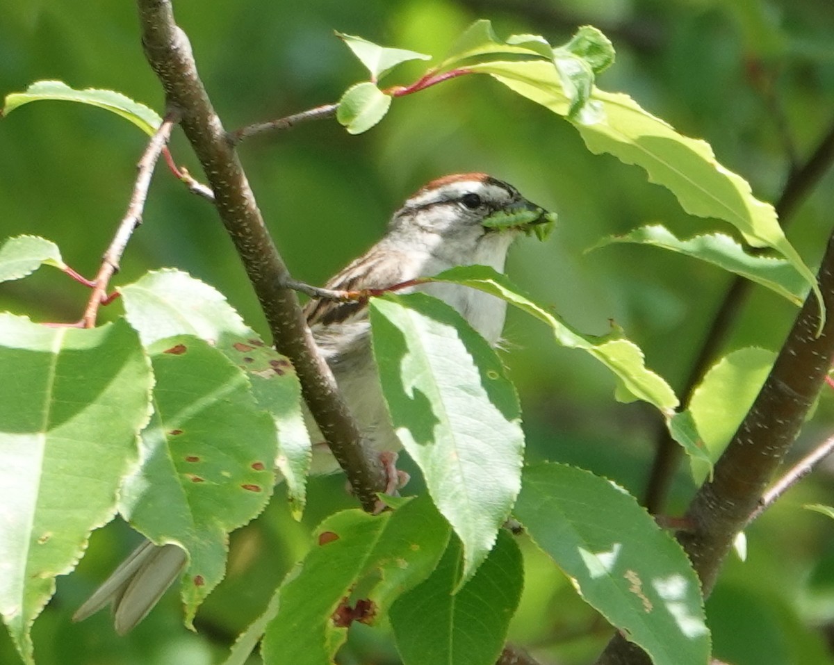 Chipping Sparrow - ML620895037