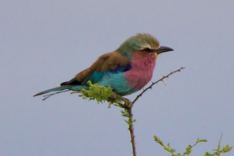 Lilac-breasted Roller - ML620895039