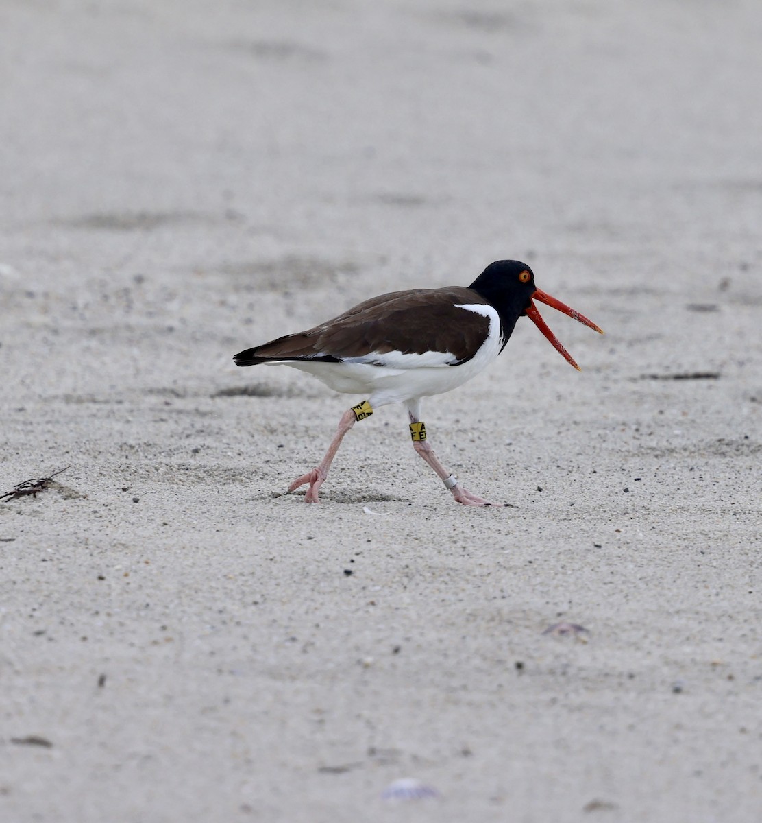 American Oystercatcher - ML620895043