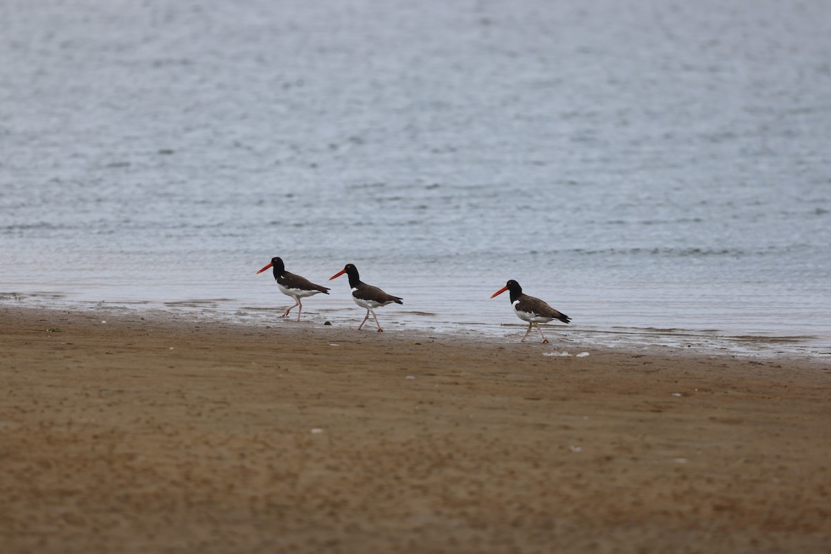 American Oystercatcher - Eileen Rudden