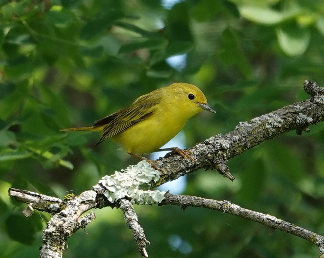 Yellow Warbler - Michael DeWispelaere