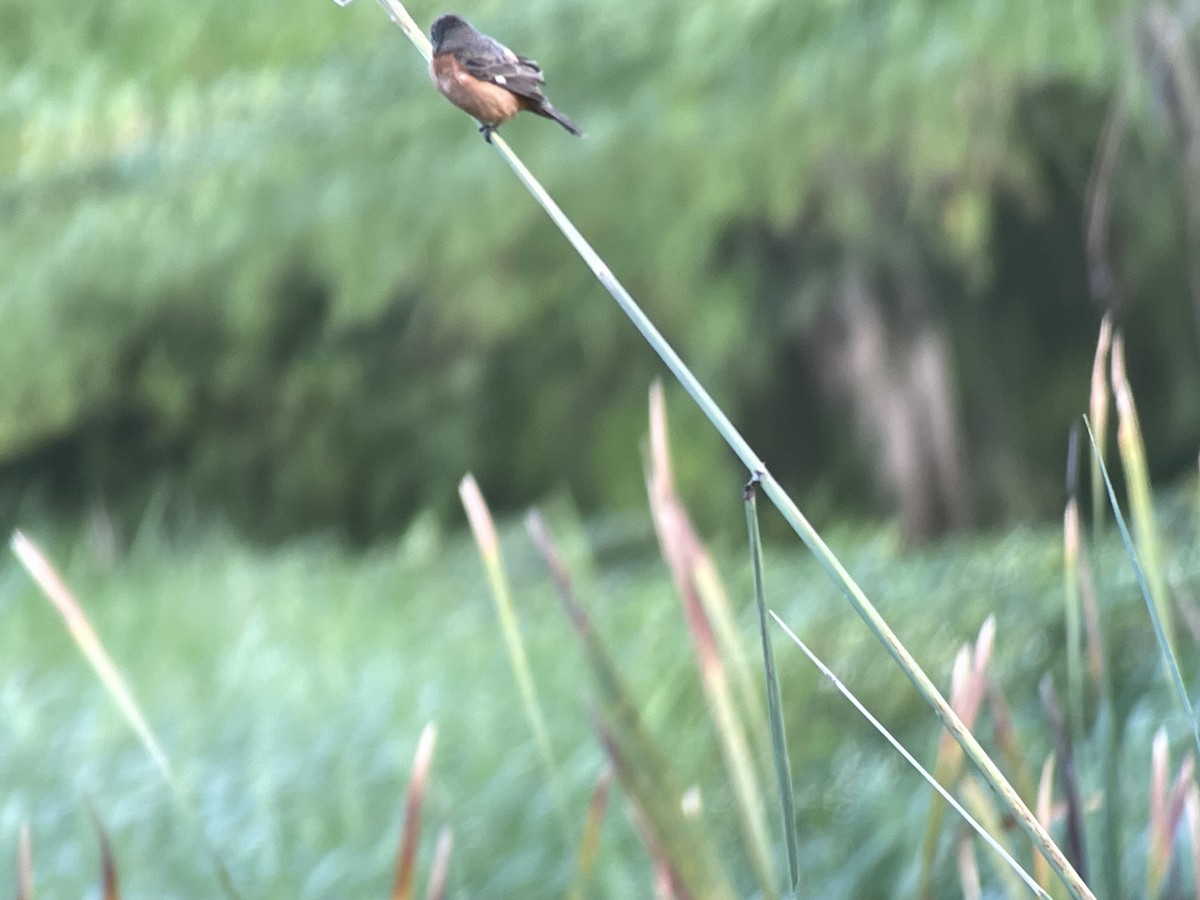 Ruddy-breasted Seedeater - ML620895054