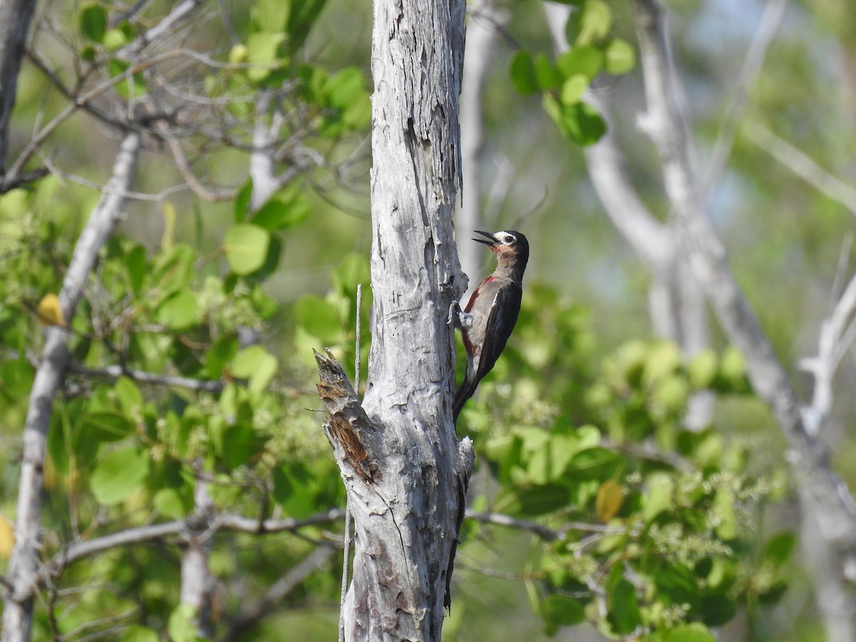 Puerto Rican Woodpecker - ML620895055