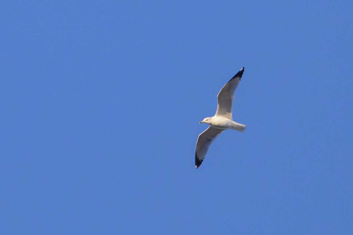 Ring-billed Gull - ML620895056