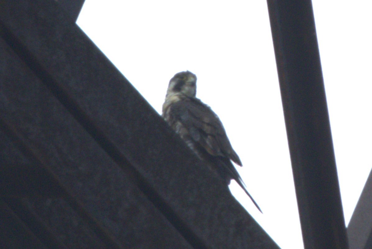 Peregrine Falcon - ML620895058