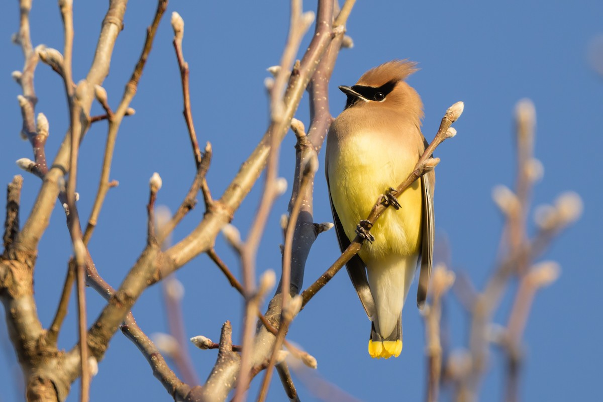 Cedar Waxwing - ML620895060