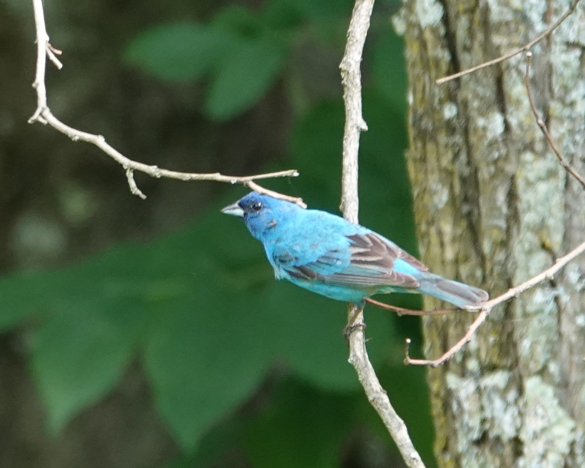 Indigo Bunting - ML620895061