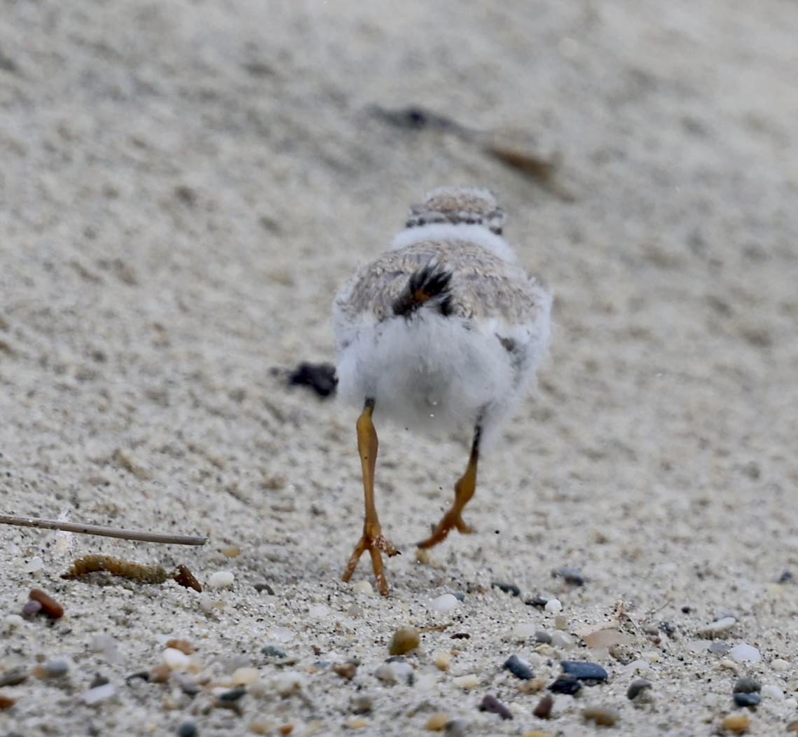 Piping Plover - ML620895062