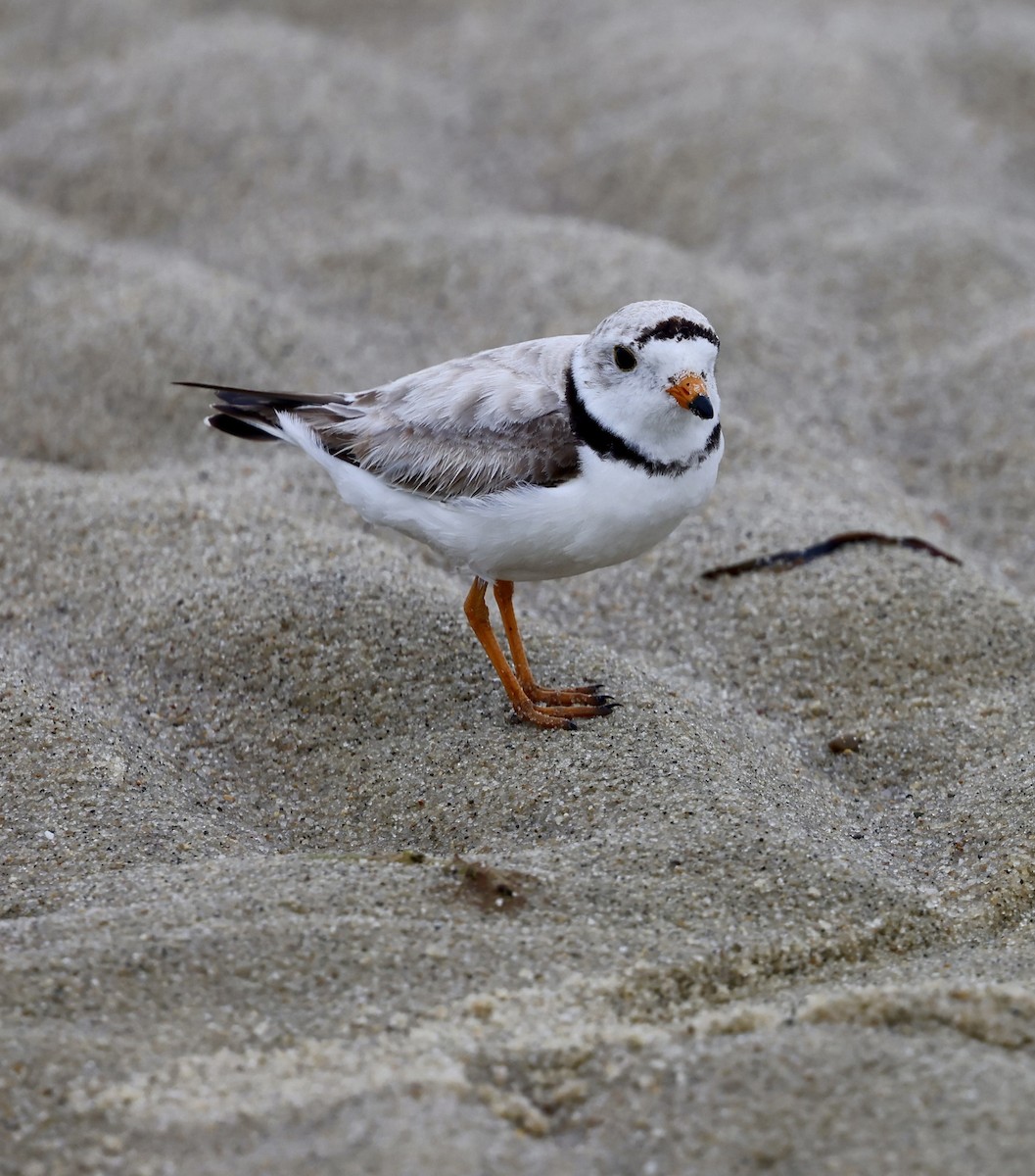 Piping Plover - ML620895063