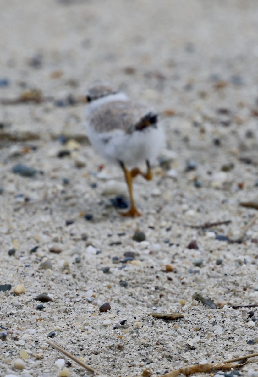 Piping Plover - ML620895064