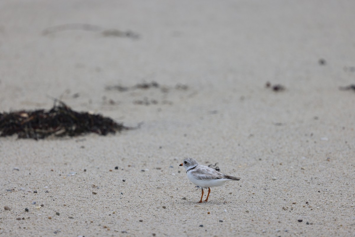 Piping Plover - ML620895065