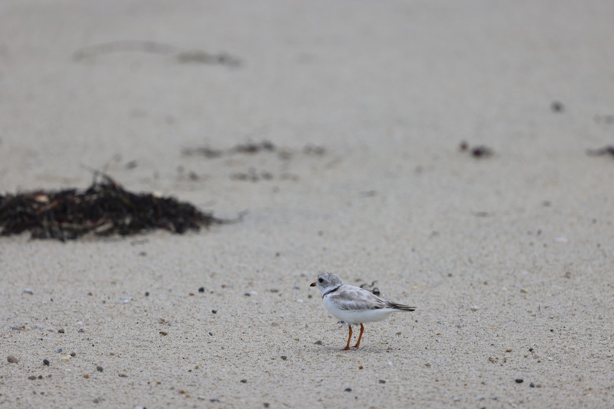 Piping Plover - Eileen Rudden