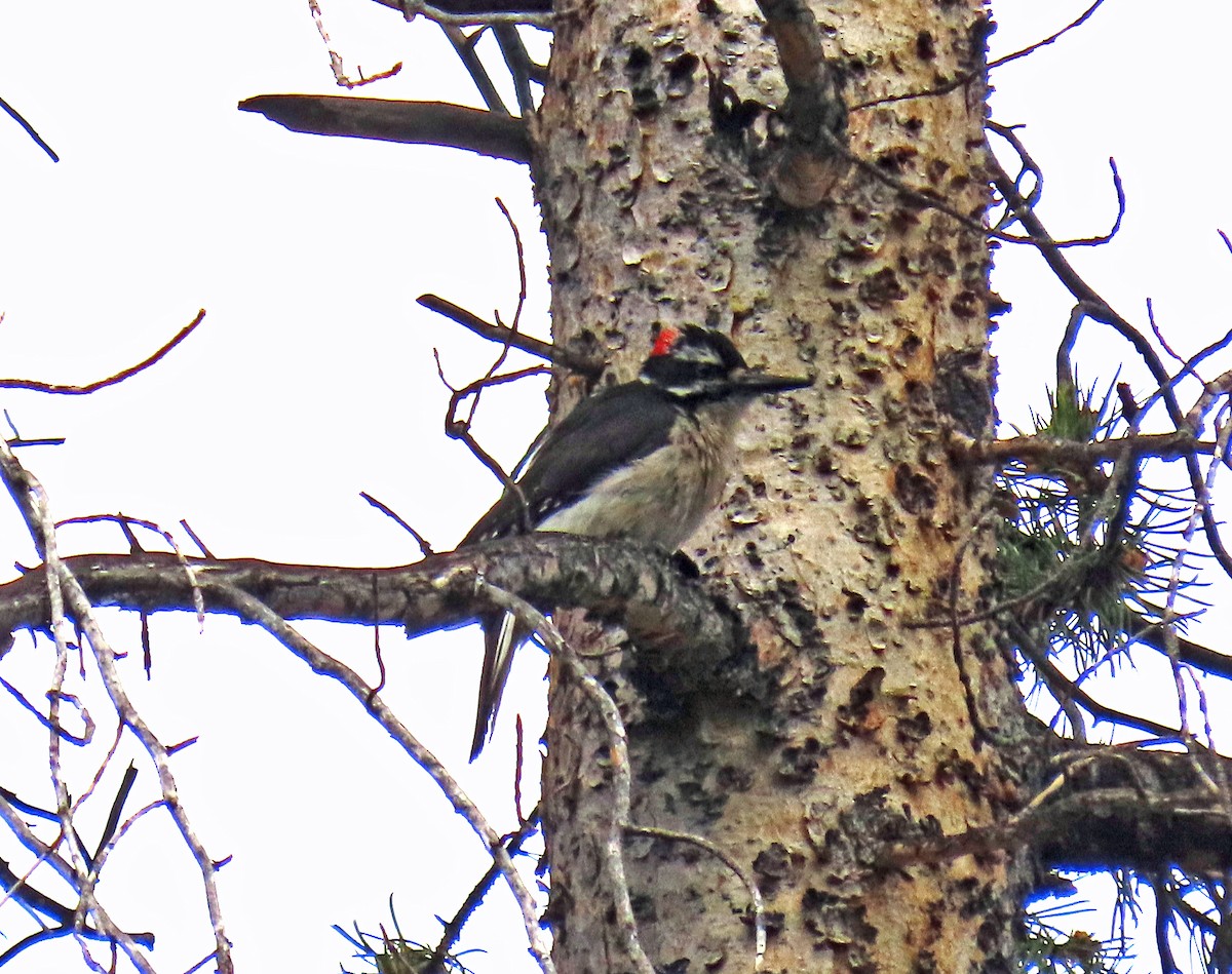 Hairy Woodpecker - ML620895067