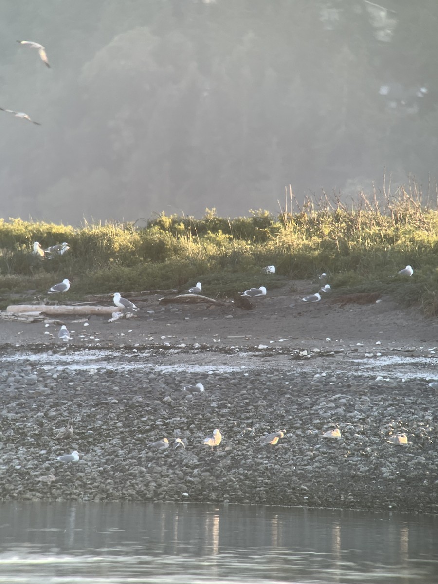 Glaucous-winged Gull - ML620895068