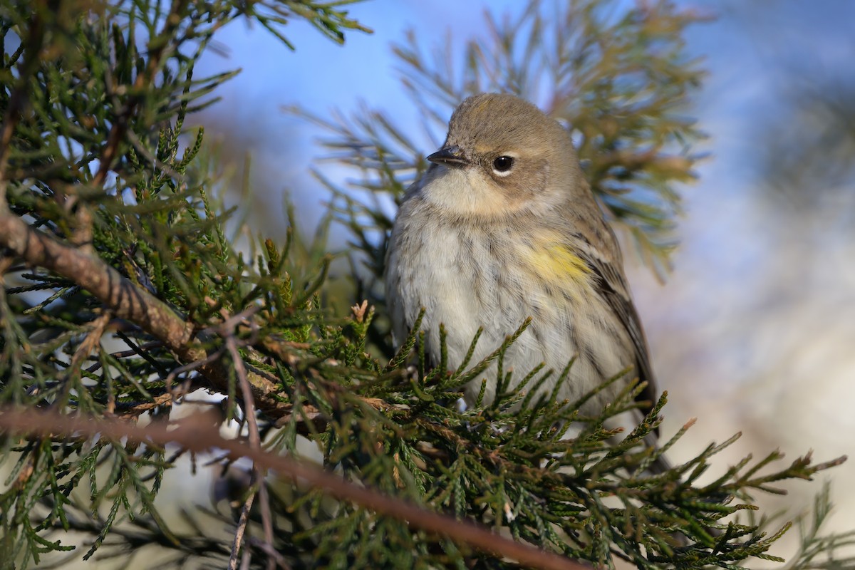 Yellow-rumped Warbler (Myrtle) - ML620895069