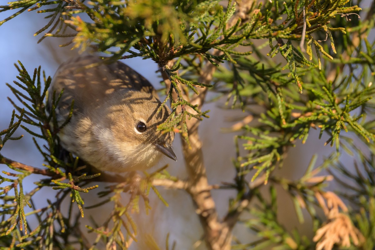 Пісняр-лісовик жовтогузий (підвид coronata) - ML620895070