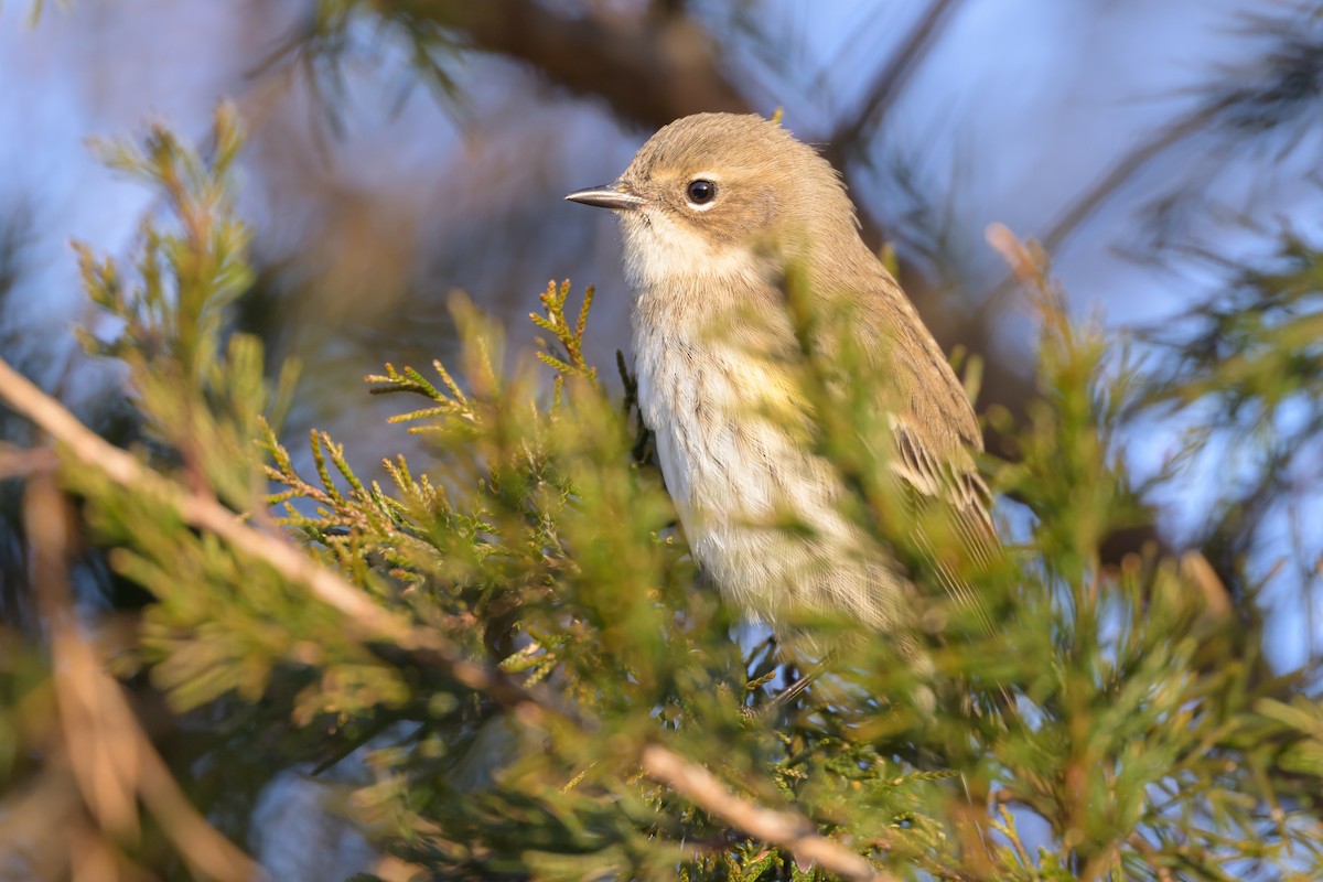 Yellow-rumped Warbler (Myrtle) - ML620895071