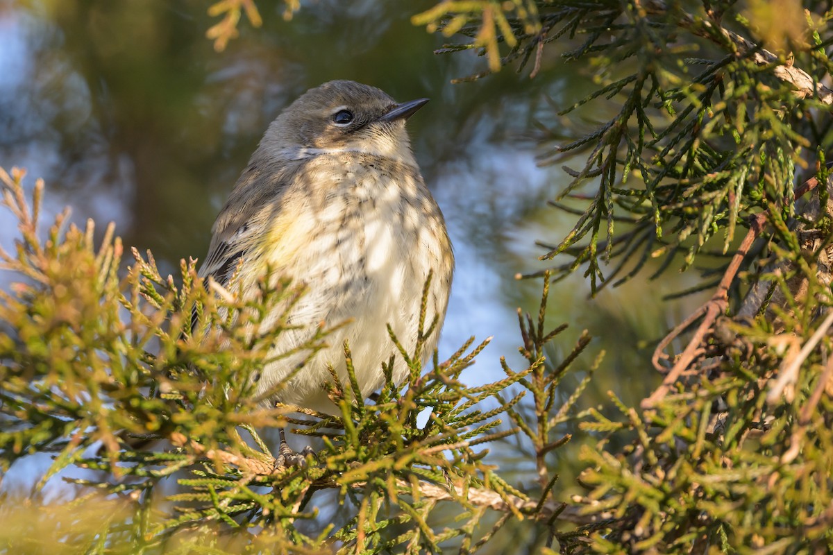 Yellow-rumped Warbler (Myrtle) - Stephen Davies