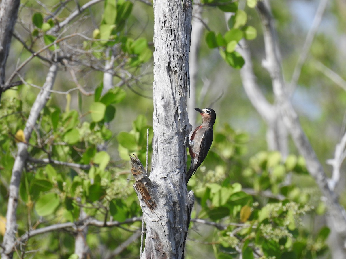 Puerto Rican Woodpecker - ML620895077