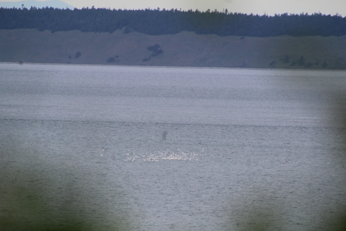 Glaucous-winged Gull - ML620895078