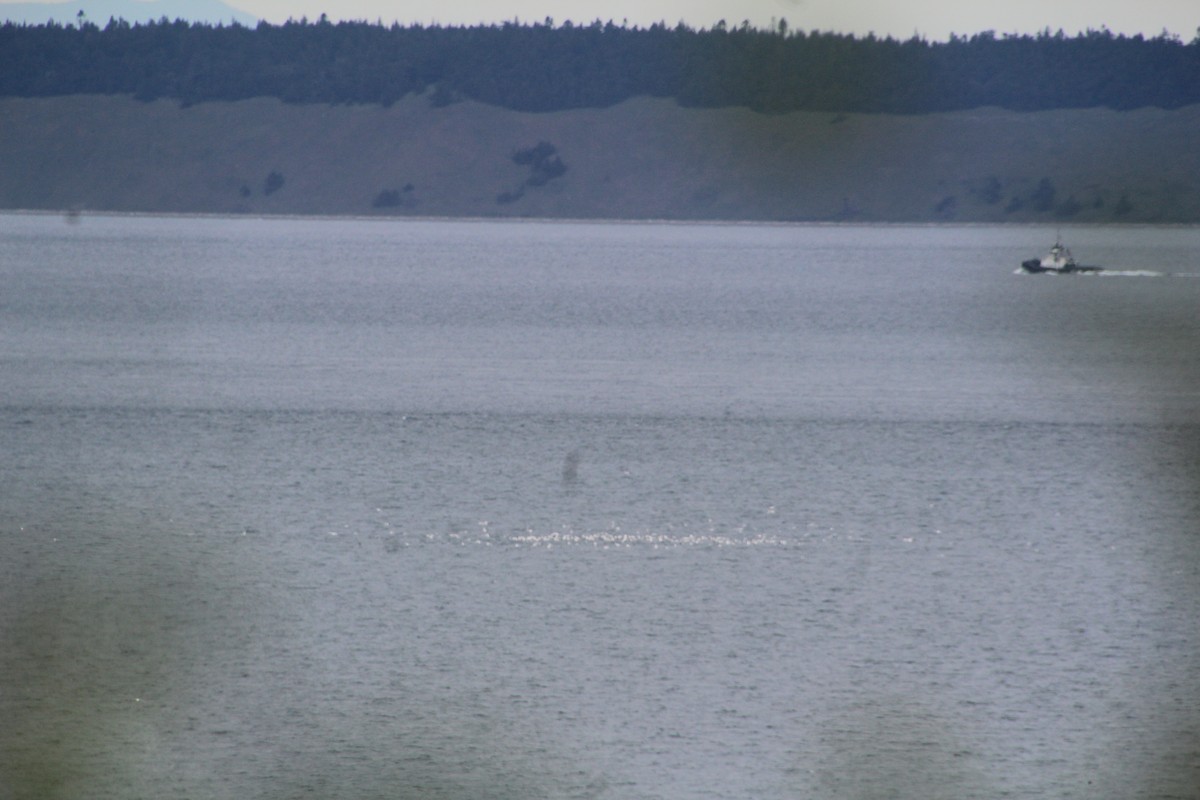 Glaucous-winged Gull - ML620895079