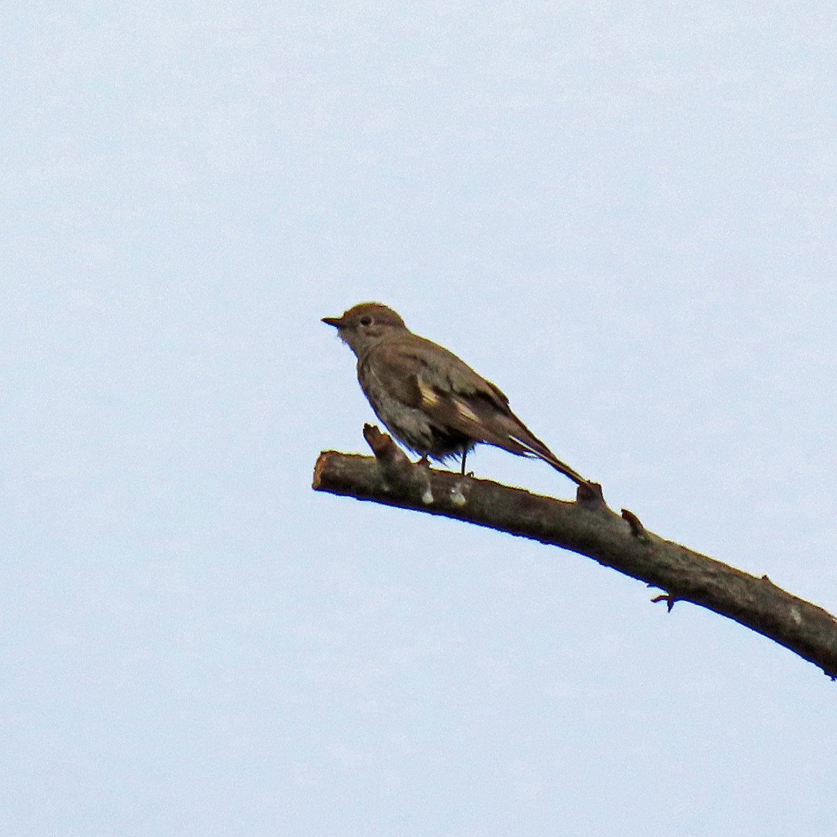 Townsend's Solitaire - ML620895086