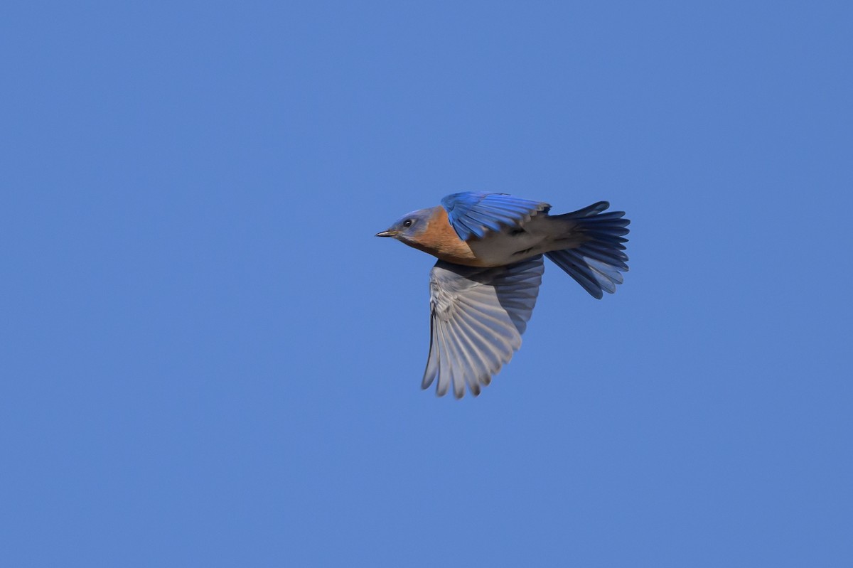 Eastern Bluebird - Stephen Davies