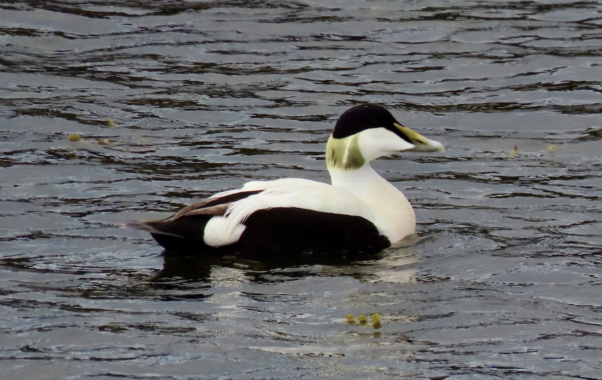 Common Eider - ML620895089