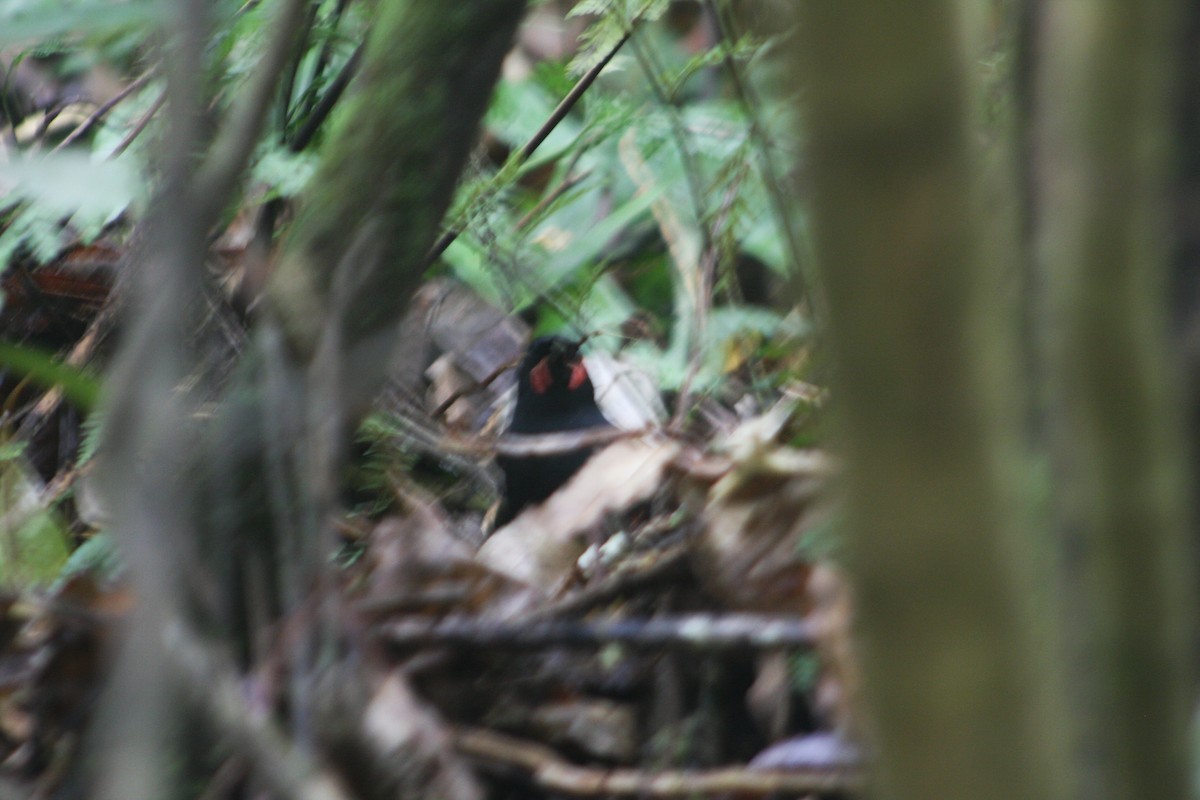 North Island Saddleback - ML620895096