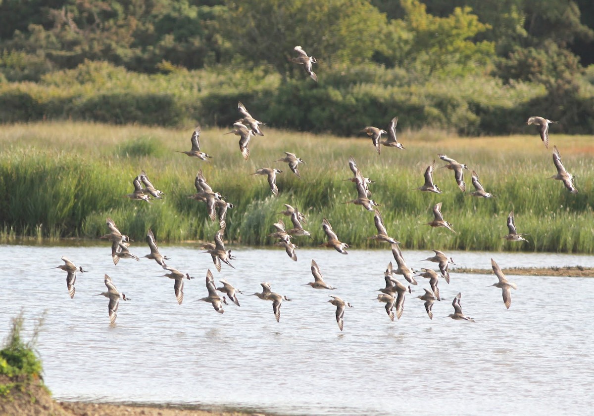 Black-tailed Godwit - ML620895104