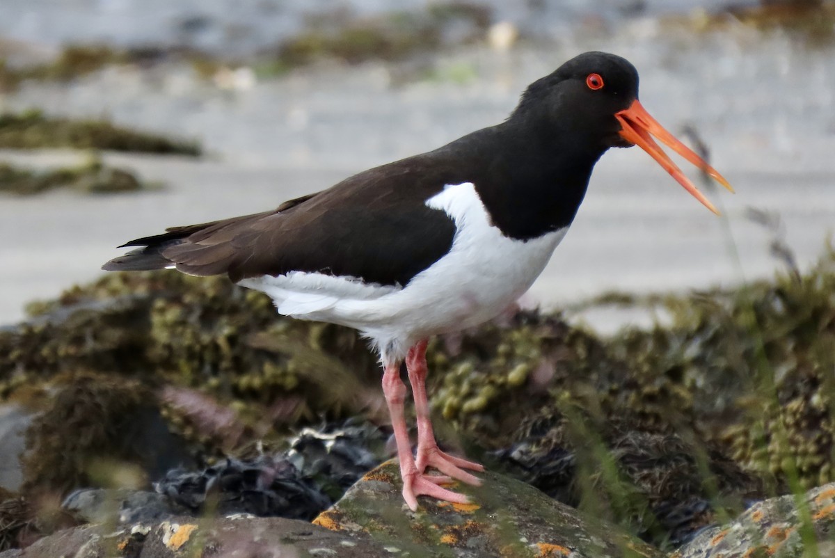 Eurasian Oystercatcher - ML620895105