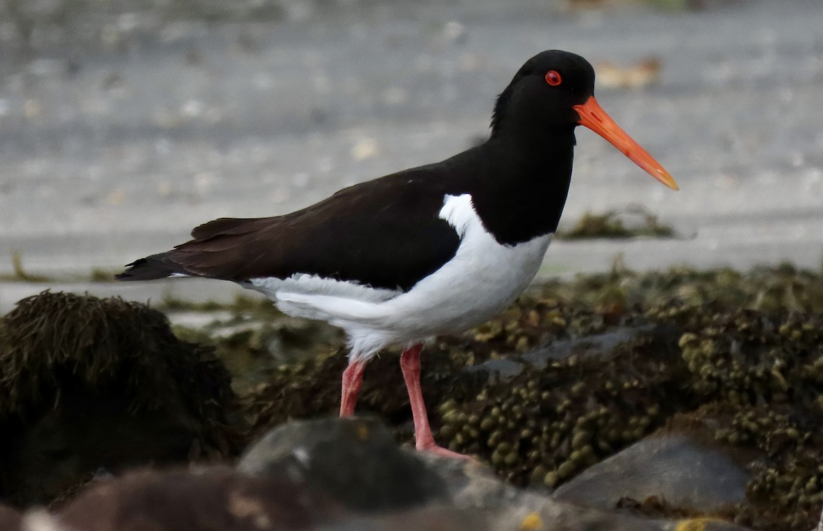 Eurasian Oystercatcher - ML620895106